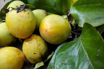 柿子水果越南农业产品