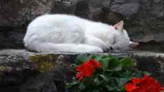 白色猫休息一步