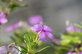 紫色的Catharanthusroseus也<strong>叫花</strong>粉红色的野<strong>花</strong>