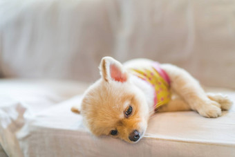 累了困了波美拉尼亚的狗穿t恤睡觉沙发复制空间概念挂周一工作