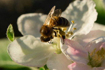 春天白色花<strong>蜜蜂蜜蜂</strong>花