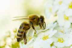 春天白色花蜜蜂蜜蜂花