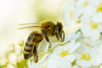 春天白色花<strong>蜜蜂蜜蜂</strong>花