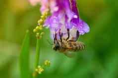 蜜蜂淡紫色紫色的花宏蜂蜜蜜蜂api