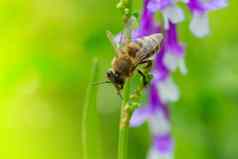 蜜蜂淡紫色紫色的花宏蜂蜜蜜蜂api