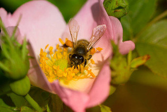 蜜蜂粉红色的花玫瑰臀部宏蜂蜜蜜蜂api