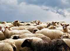 羊群绿色草地春天字段梅多斯