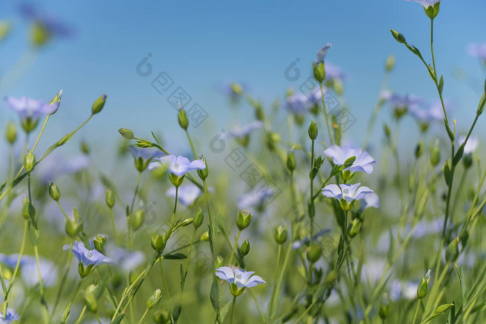 蓝色的亚麻花特写镜头