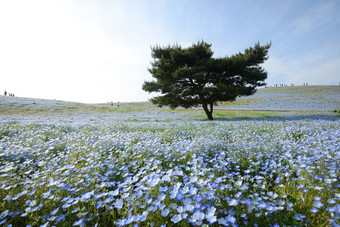 尼莫菲拉布鲁姆