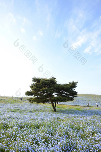 尼莫菲拉布鲁姆