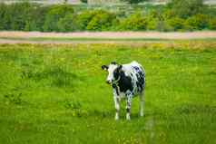 荷斯坦黑白花奶牛牛绿色场
