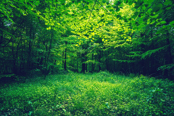 绿色叶子森林清算