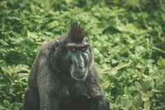 猴子。黑质猴子坐着绿色