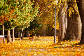 秋天10月色彩斑斓的公园树叶树小巷