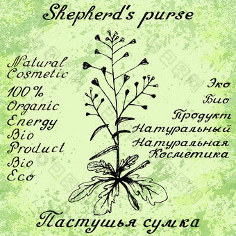 牧羊人的钱包手画草图植物插图