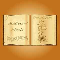 牧羊人的钱包植物插图医疗植物书草药医生开放书