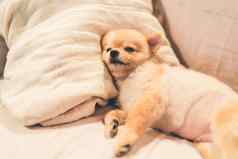 可爱的波美拉尼亚的狗睡觉枕头床上复制空间