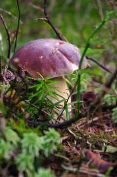 牛肝菌属Edulis口袋一分钱好猪王牛肝菌蘑菇自然栖息地蘑菇秋天森林