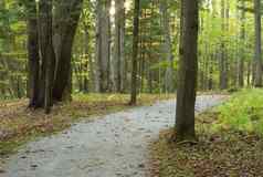 森林路径秋天景观树宁静的场景