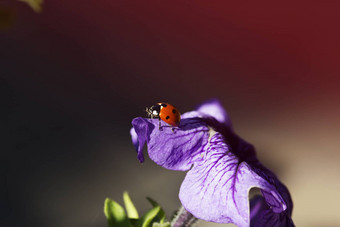 <strong>瓢虫</strong>紫色的淡紫色花花瓣