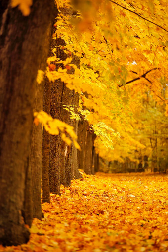 秋天10<strong>月色</strong>彩斑斓的公园树叶树小巷
