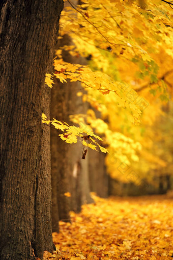秋天10<strong>月色</strong>彩斑斓的公园树叶树小巷