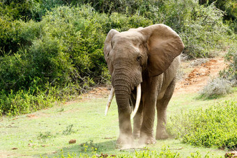 大非洲布什大象巨大的树干