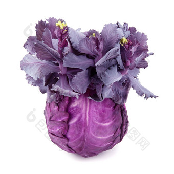 cabbage-head孤立的白色背景