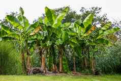 香蕉种植园树森林