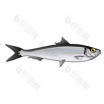 沙丁鱼孤立的插图