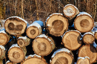 桩减少木冬天森林