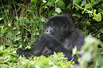 野生大猩猩动物卢旺达非洲热带<strong>森林</strong>