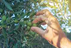 农民手挑选新鲜的绿色橄榄水果树分支