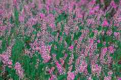 松柏科的植物很多粉红色的小花