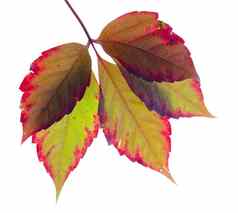 色彩斑斓的秋天叶