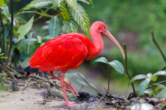 红色的朱红色宜必思鸟公园(泥马来西亚