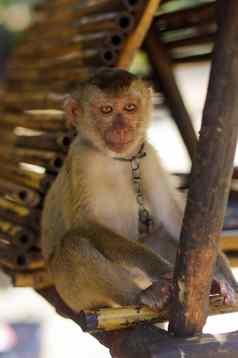 年轻的棕色（的）猴子。猴子链泰国