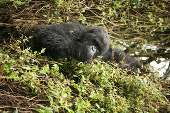 野生大猩猩动物卢旺达非洲热带森林