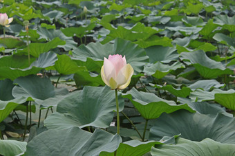 水莉莉