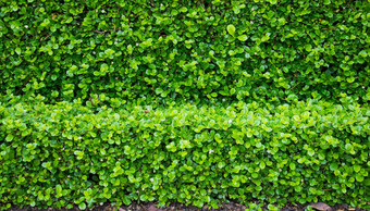 福建茶树布什福建茶灌木花园绿色植物引入
