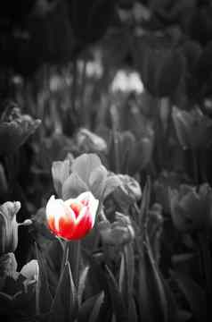 黑色的白色风格郁金香花红色的郁金香花