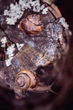 夫妇葡萄蜗牛爬行路径花园前视图