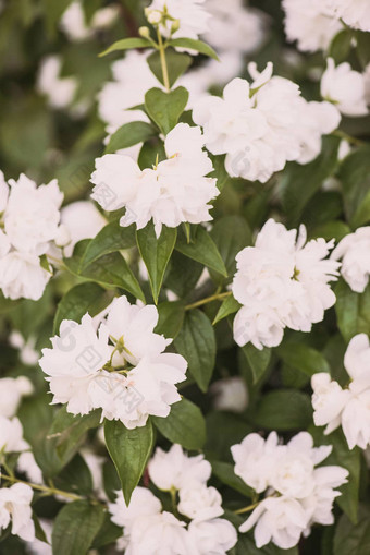 茉莉布什明亮的新鲜的白色开花花