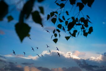 群鸟飞行激烈的日落天空树分支机构夏天秋天场景水平图片