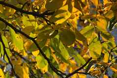 秋天树叶黄色的叶子树