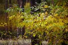金秋天季节森林黄色的秋天树森林