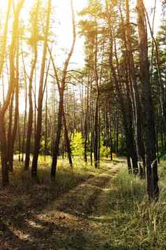 秋天风景色彩斑斓的森林太阳照明