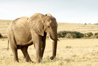 吃干草非洲布什大象