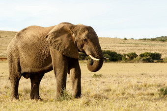 吃草场黄色的非洲大象