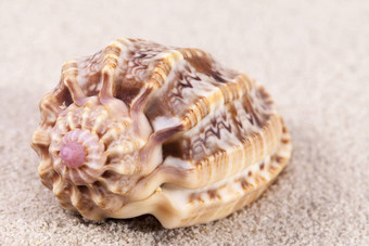单海壳牌海洋蜗牛<strong>沙子</strong>关闭